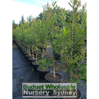 Tristaniopsis Laurina Large 300Mm Pot/25L Water Gum Tree Default Type