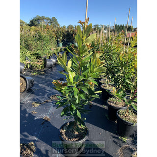 Tristaniopsis Laurina Luscious 25L / 300Mm Pots Water Gum Tree (Dow10) Default Type