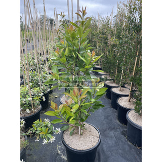 Tristaniopsis Laurina Luscious 25L / 300Mm Pots Water Gum Tree (Dow10) Default Type