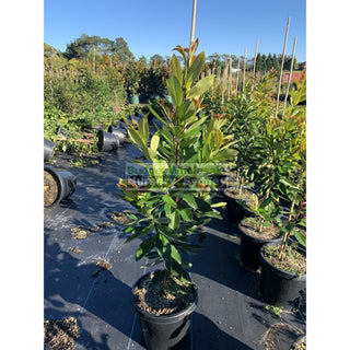 Tristaniopsis Laurina Luscious 25L / 300Mm Pots Water Gum Tree (Dow10) Default Type