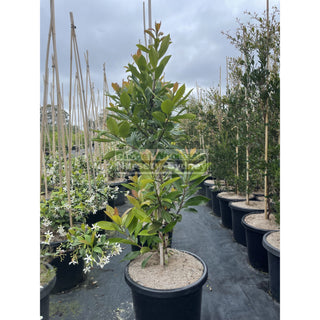 Tristaniopsis Laurina Luscious 25L / 300Mm Pots Water Gum Tree (Dow10) Default Type