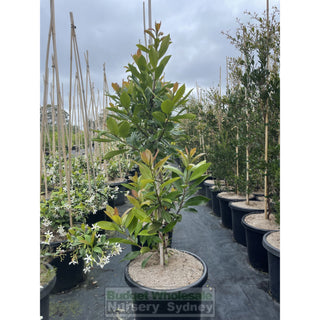 Tristaniopsis Laurina Luscious 25L / 300Mm Pots Water Gum Tree (Dow10) Default Type