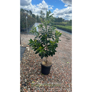 Tristaniopsis Laurina Luscious 25L / 300Mm Pots Water Gum Tree (Dow10) Default Type