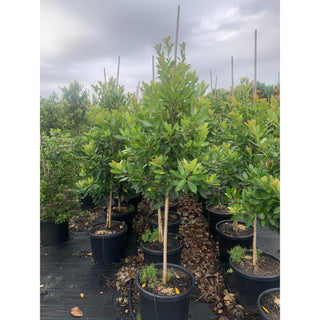Tristaniopsis Laurina Luscious 500Mm / 75L Bagwater Gum Tree (Dow10) Default Type