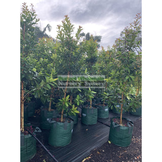 Tristaniopsis Laurina Luscious Super Large 100Lt Water Gum Tree (Dow10) Default Type