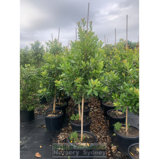 Tristaniopsis Laurina Luscious 500Mm / 75L Bagwater Gum Tree (Dow10) Default Type