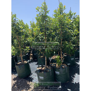 Tristaniopsis Laurina Luscious Super Large 100Lt Water Gum Tree (Dow10) Default Type