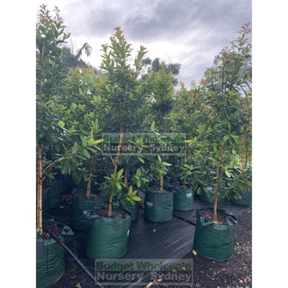 Tristaniopsis Laurina Luscious Super Large 100Lt Water Gum Tree (Dow10) Default Type
