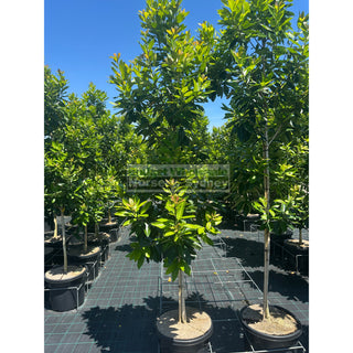 Tristaniopsis Laurina ’Luscious’ 500Mm / 75L Bagwater Gum Tree (Dow10) Default Type