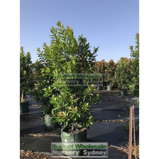 Tristaniopsis Laurina Luscious Super Large 100Lt Water Gum Tree (Dow10) Default Type