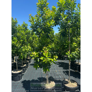 Tristaniopsis Laurina ’Luscious’ 500Mm / 75L Bagwater Gum Tree (Dow10) Default Type