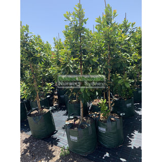 Tristaniopsis Laurina Luscious Super Large 100Lt Water Gum Tree (Dow10) Default Type