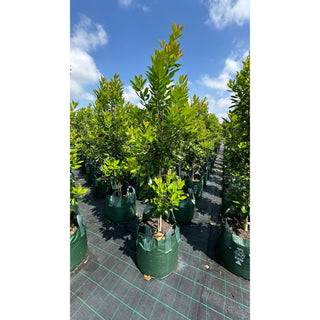 Tristaniopsis Laurina ’Luscious’ Super Large 100Lt Water Gum Tree (Dow10) Default Type