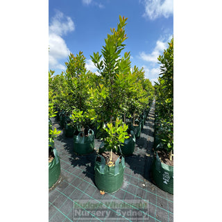 Tristaniopsis Laurina ’Luscious’ Super Large 100Lt Water Gum Tree (Dow10) Default Type