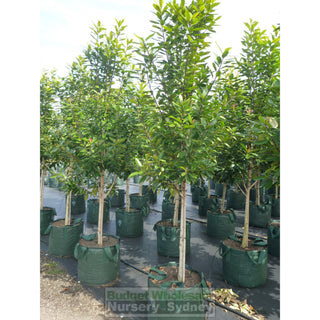 Tristaniopsis Laurina Super Large 100Lt Water Gum Tree Default Type