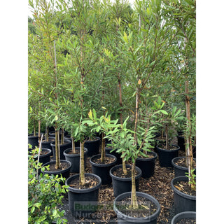 Tristaniopsis Laurina Super Large 75L / 500Mm Pot Water Gum Tree Default Type