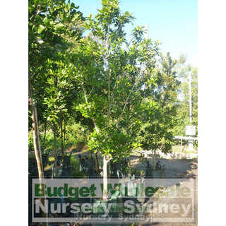 Tristaniopsis Laurina Super Large 75L / 500Mm Pot Water Gum Tree Default Type