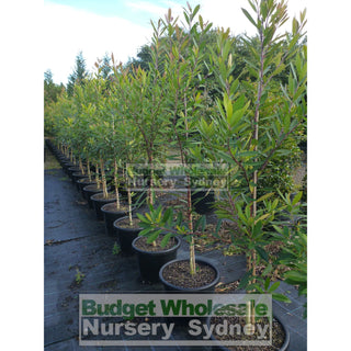 Tristaniopsis Laurina Xlarge 45L Water Gum Tree Default Type