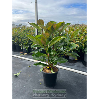Viburnum Emerald Lustre 200Mm/ 5L Pot Plants