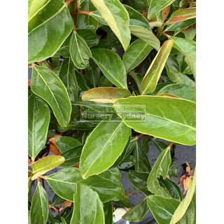 Viburnum Emerald Lustre Large 300Mm Pot Plants