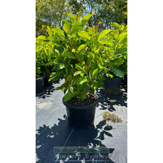 Viburnum Emerald Lustre Extra Large 400Mm Pot Plants