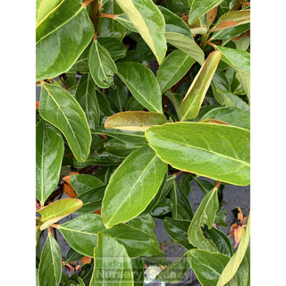 Viburnum Emerald Lustre Large 300Mm Pot Plants