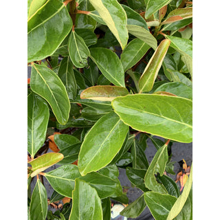 Viburnum Emerald Lustre Large 300Mm Pot Plants