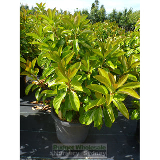 Viburnum Emerald Lustre Extra Large 400Mm Pot Plants