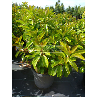 Viburnum Emerald Lustre Extra Large 400Mm Pot Plants