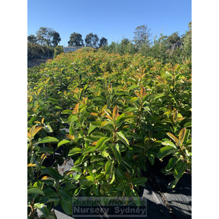 Viburnum Emerald Lustre Extra Large 400Mm Pot Plants