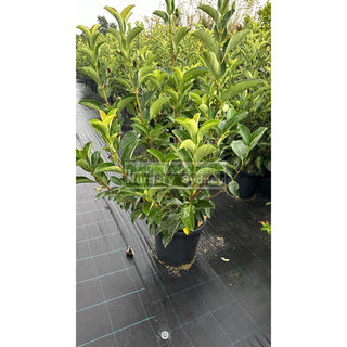 Viburnum Quick Fence 300Mm / 25L Plants