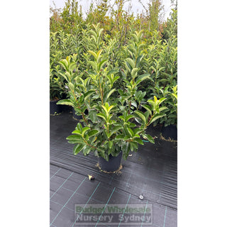 Viburnum Quick Fence 300Mm / 25L Plants