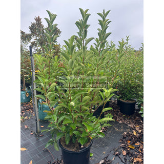 Viburnum Quick Fence 500mm / 480mm / 75L Plants