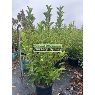 Viburnum Quick Fence 500mm / 480mm / 75L Plants
