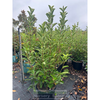 Viburnum Quick Fence 500mm / 480mm / 75L Plants