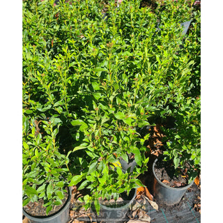 Viburnum Tinus 200mm Pot Plants