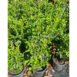 Viburnum Tinus 200mm Pot Plants