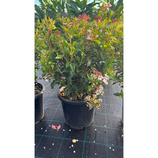 Viburnum Tinus 300Mm Pot Plants