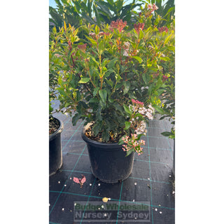 Viburnum Tinus 300Mm Pot Plants