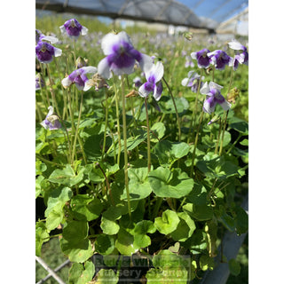 Viola Hederacea 140Mm Pot Or Australian Native Violet Plants