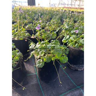 Viola hederacea 140mm pot or Australian Native Violet Plants