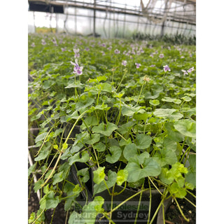 Viola Hederacea 140Mm Pot Or Australian Native Violet Plants