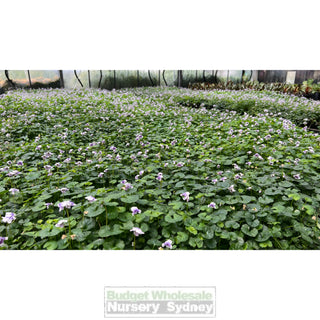 Viola Hederacea 140Mm Pot Or Australian Native Violet Plants