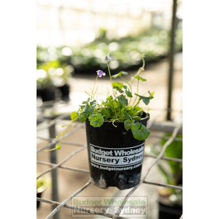 Viola Hederacea 140Mm Pot Or Australian Native Violet Plants