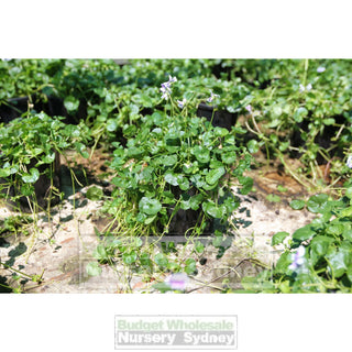Viola Hederacea 140Mm Pot Or Australian Native Violet Plants
