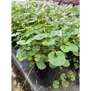 Viola hederacea 140mm pot or Australian Native Violet Plants
