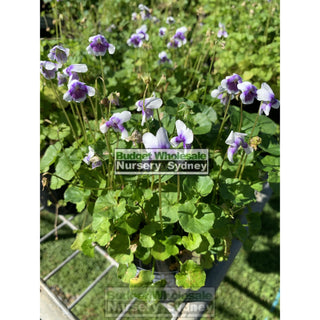 Viola Hederacea 140Mm Pot Or Australian Native Violet Plants