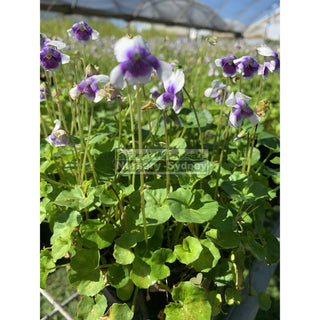 Viola Hederacea 140Mm Pot Or Australian Native Violet Plants