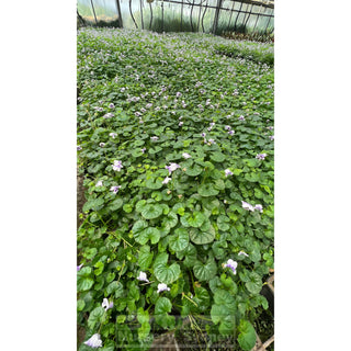 Viola Hederacea 140Mm Pot Or Australian Native Violet Plants