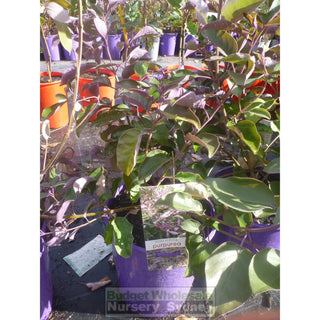 Vitex Trifolia Purpurea 200Mm Pot Default Type